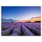 Designart - Sunrise & Dramatic Clouds Over Lavender Field I - Farmhouse Canvas Wall Art Print